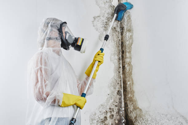 Best Mold Removal Specialists  in Bellefontaine Neighbors, MO