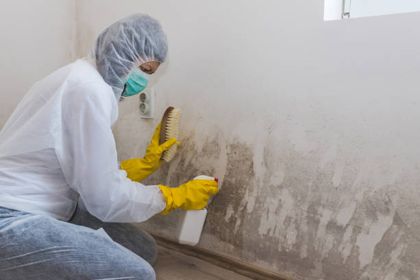 Best Same-Day Mold Removal  in Bellefontaine Neighbors, MO