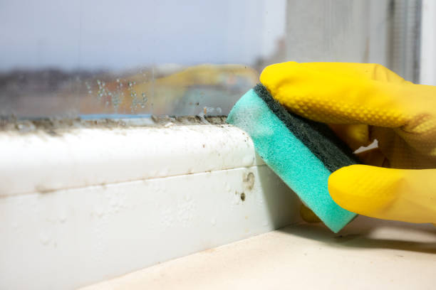 Best Mold Removal Company Near Me  in Bellefontaine Neighbors, MO