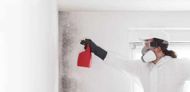 Reliable Bellefontaine Neighbors, MO Mold Removal Solutions